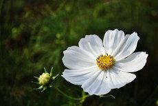 周一眼皮跳是什么征兆桃花婚姻爱情(周一到周日眼皮跳之象)