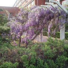 新加坡忌讳和避讳说恭喜发财(新加坡发财忌讳)