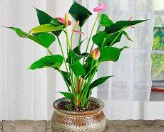 转运风水局风水招财转运(名符其实的风水高手皆在民间)