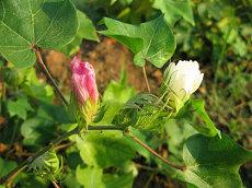 近日业绩差怎样转运转运红绳运气(财运差的人如何转运)