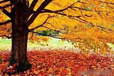 星宿关系配对配对星宿爱情(二十八星宿配对表)